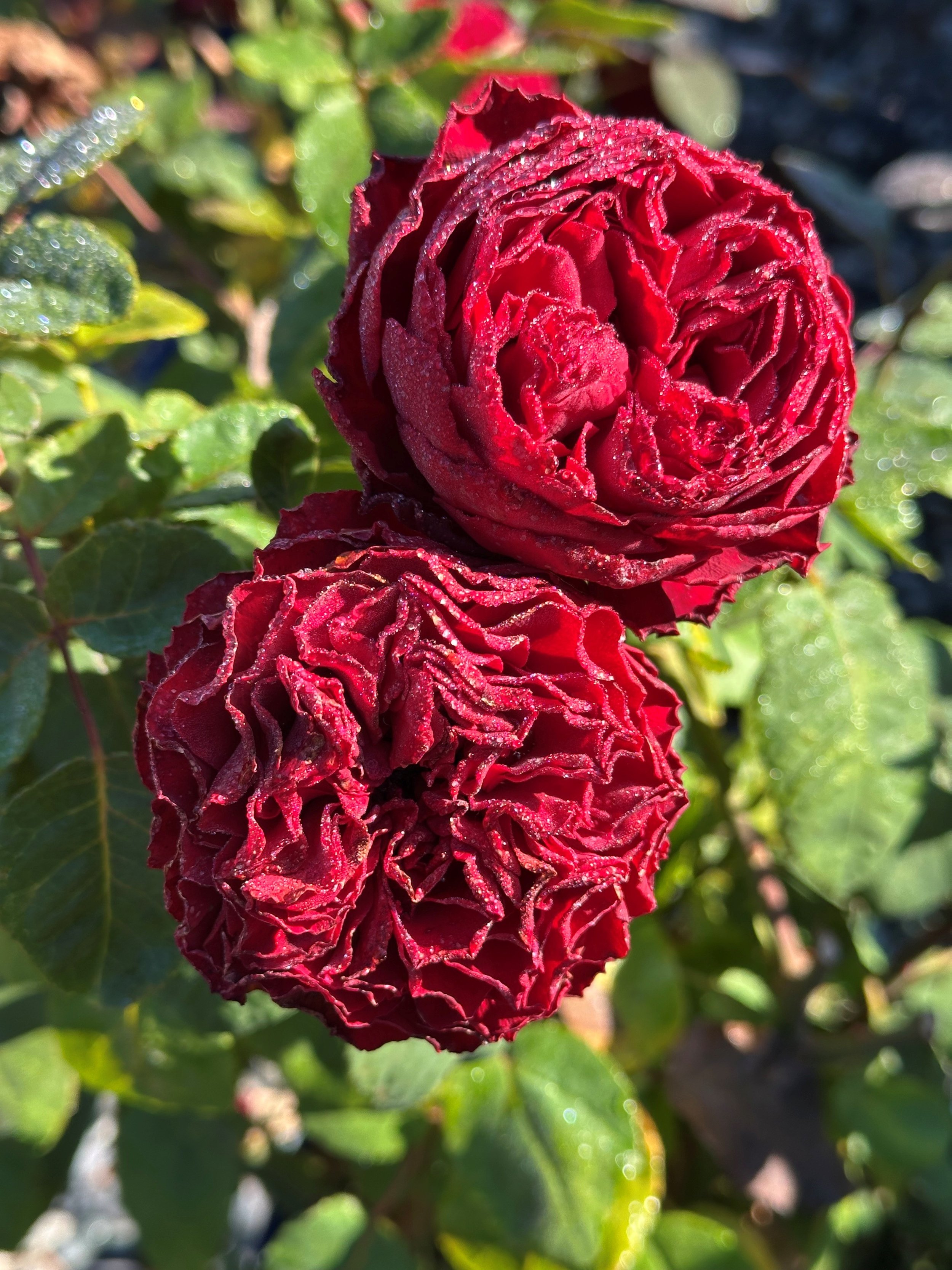 Mary Alana — Select Roses